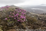 Jan Mayen